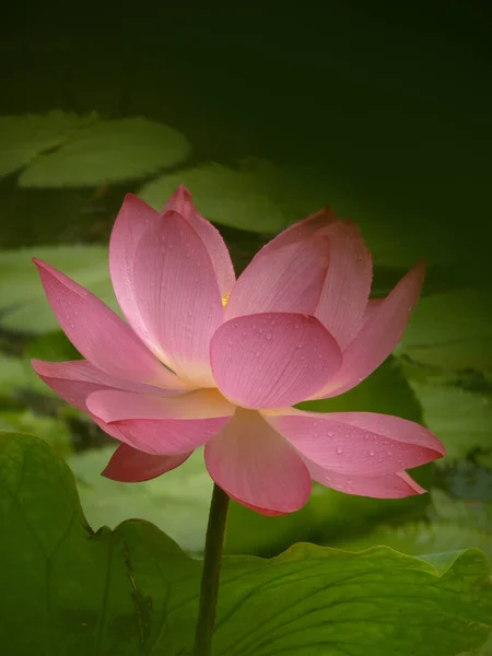 Vertikal Närbild Bild Vacker Rosa Lotus Omgiven Levande Gröna Blad — Stockfoto