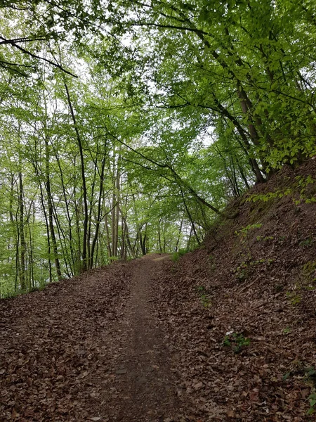 Una Vista Fascinante Árboles Verdes Bosque —  Fotos de Stock