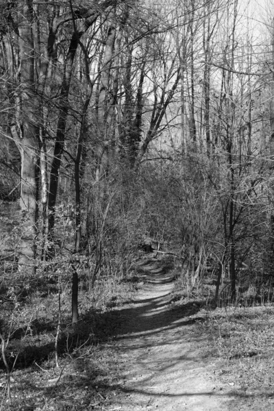 Uma Imagem Tons Cinza Caminho Cercado Por Árvores Floresta — Fotografia de Stock