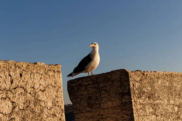 Belo Tiro Uma Gaivota Empoleirada Uma Grande Estrutura Pedra — Fotografia de Stock