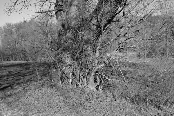 Ormandaki Ağaçlarla Çevrili Bir Patikanın Gri Tonlu Görüntüsü — Stok fotoğraf