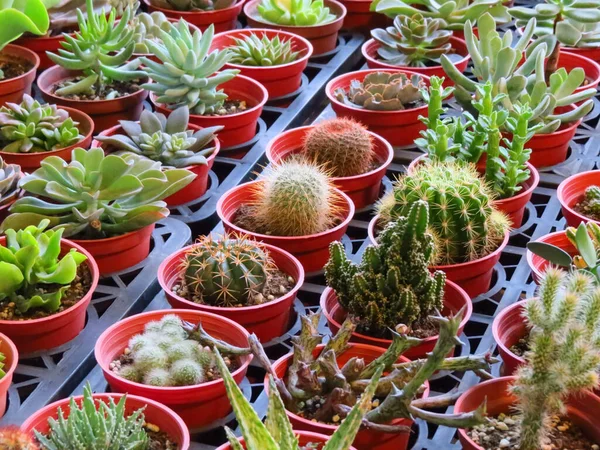Gros Plan Diverses Plantes Succulentes Cactus Dans Petits Pots Disposés — Photo