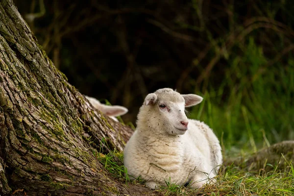Tiro Perto Uma Ovelha Branca Sentada Grama Lado Uma Árvore — Fotografia de Stock