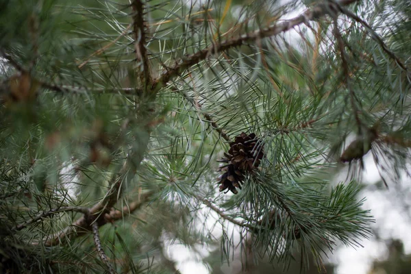 Les Cônes Poussant Sur Épinette Dans Forêt — Photo