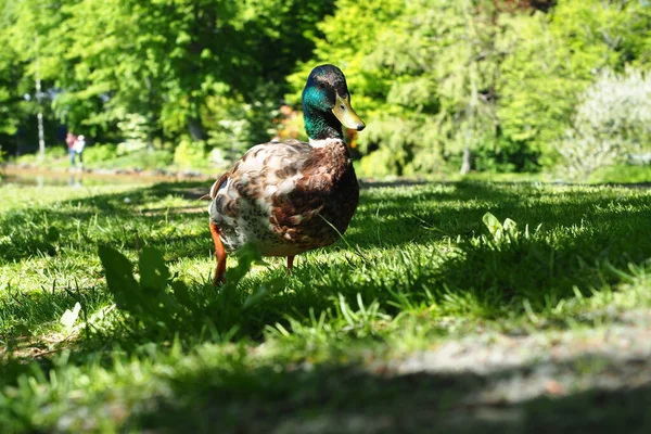 Una Hermosa Toma Ánade Real Caminando Por Parque —  Fotos de Stock