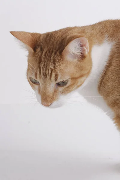 Tiro Close Vertical Gato Amarelo Doméstico — Fotografia de Stock