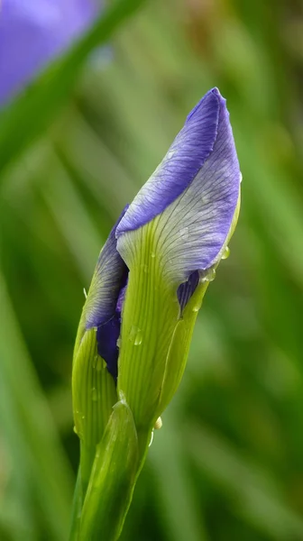 Pionowe Ujęcie Purpurowego Kwiatu Tęczówki Zamazanym Tłem — Zdjęcie stockowe