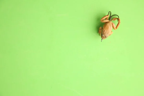 Yeşil Bir Yüzeye Izole Edilmiş Kurbağa Şeklinde Yüksek Açılı Bir — Stok fotoğraf