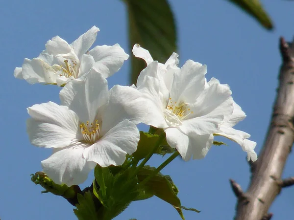 Detailní Záběr Krásné Třešňové Květy Rozmazaném Pozadí — Stock fotografie