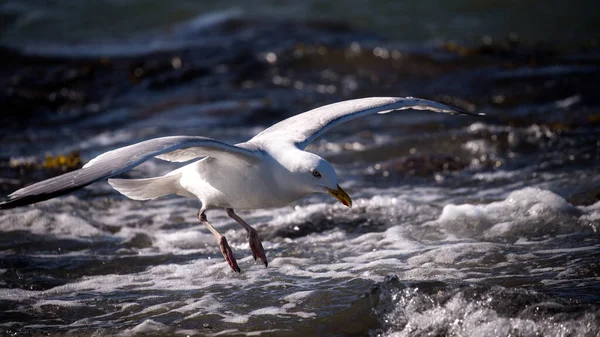 Gros Plan Une Belle Mouette Volant Dessus Eau — Photo