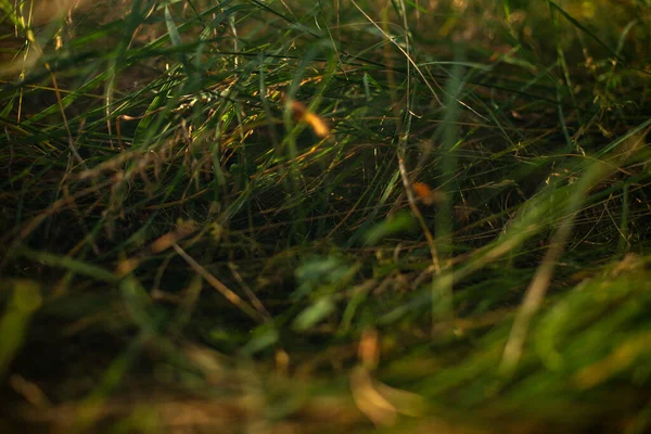 Das Wachsende Gras Auf Dem Boden Gut Für Tapeten — Stockfoto