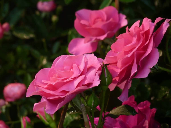 Zbliżenie Ujęcie Pięknego Kwitnącego Różowego Ogrodu Róże — Zdjęcie stockowe