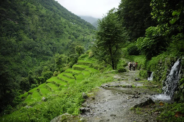 Uma Foto Fascinante Das Misteriosas Florestas Vibrantes Nepal — Fotografia de Stock