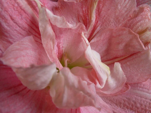 Bir Amaryllis Çiçeğinin Pembe Taç Yapraklarının Yakın Plan Çekimi — Stok fotoğraf