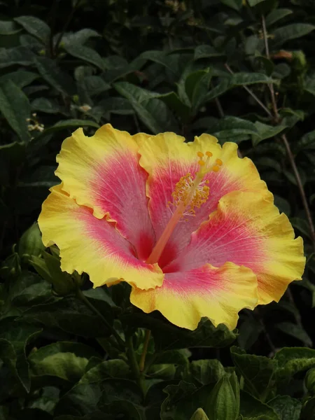 Svislé Mělké Zaostření Detailní Záběr Růžové Žluté Květy Ibišku Zahradě — Stock fotografie