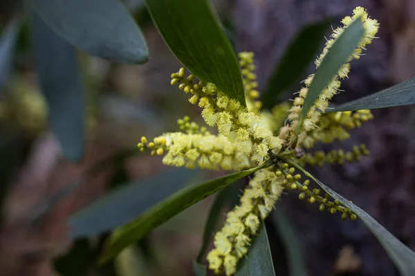 Gros Plan Une Fleur Acacia Auriculiformis Sur Fond Flou — Photo