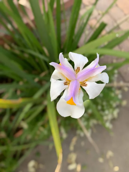 Tiro Vertical Uma Bela Flor Íris Branca — Fotografia de Stock