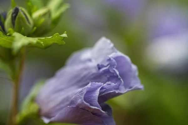 Gros Plan Une Cloche Bleue Texas Dans Champ Sous Lumière — Photo