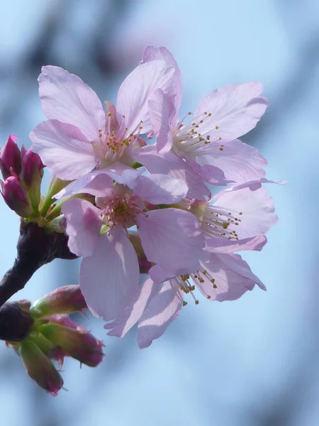 昼間に咲く桜の垂直ショット — ストック写真