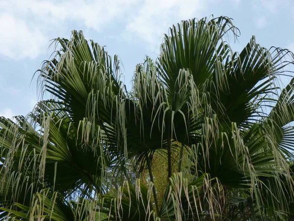 Tiro Ángulo Bajo Las Hojas Verdes Una Palmera China Scherm — Foto de Stock