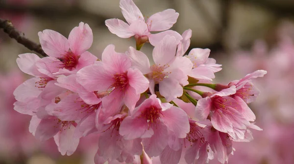 Mise Point Sélective Bouquet Fleurs Cerisier Rose Sur Arbre — Photo