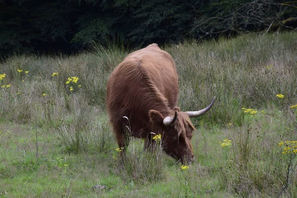一头棕色的公牛在牧场上吃草 白天背景是树木 — 图库照片