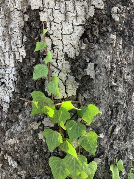 Rostlina Rostoucí Starém Starém Stromě — Stock fotografie
