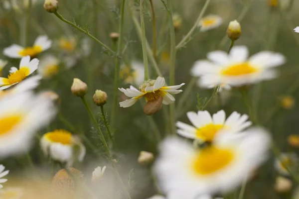 Primo Piano Campo Margherita Con Molti Fiori — Foto Stock