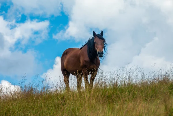 Plan Rapproché Niveau Sol Cheval Brun Broutant Dans Champ Par — Photo