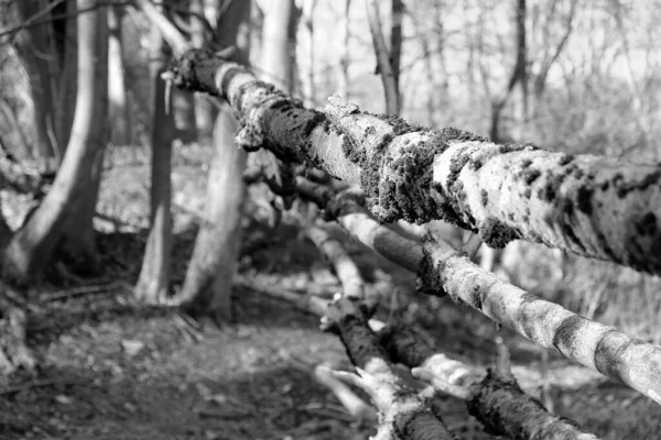 Eine Graustufenaufnahme Der Trockenen Großen Bäume Bedeckte Das Moos Wald — Stockfoto
