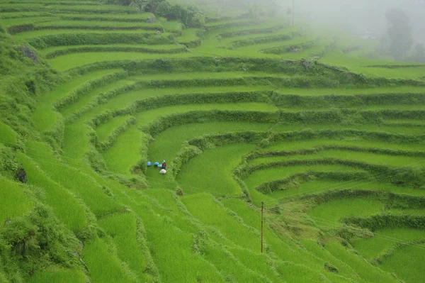 Los Hermosos Campos Arroz Verdes Terrazas Ubicados Himalaya Nepal Durante —  Fotos de Stock