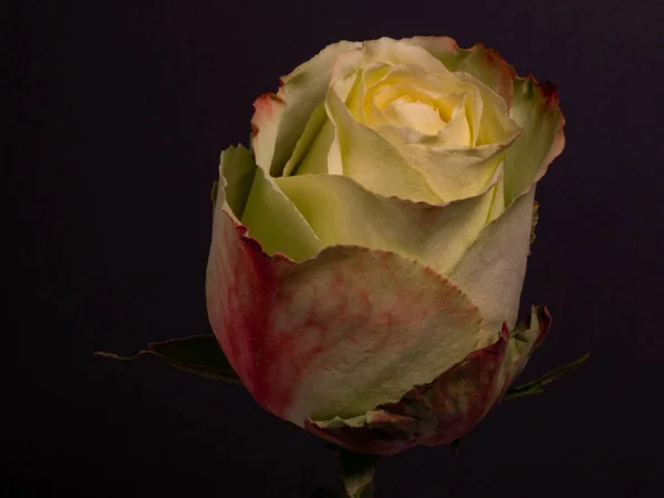 Tiro Close Isolado Uma Rosa Branca Rosa Ligeiramente Desbotada — Fotografia de Stock