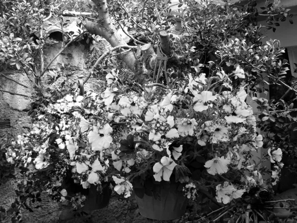 Tiro Escala Grises Las Flores Florecidas Maceta Jardín —  Fotos de Stock