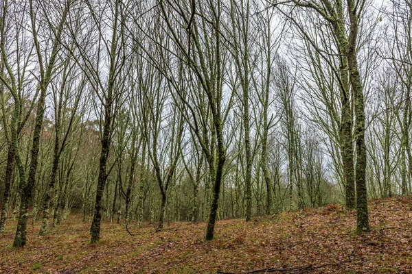 Eine Nahaufnahme Von Bäumen Die Wald Mit Grünem Moos Bedeckt — Stockfoto