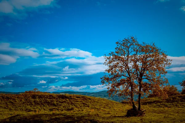 Una Hermosa Foto Árbol Una Colina Bajo Cielo Azul — Foto de Stock