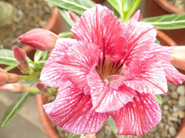 Egy Sekély Fókusz Közelkép Egy Rózsaszín Adenium Virágról Kertben — Stock Fotó