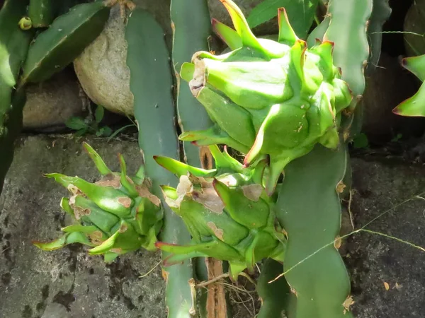Gros Plan Fruits Verts Pitaya Dans Sol — Photo