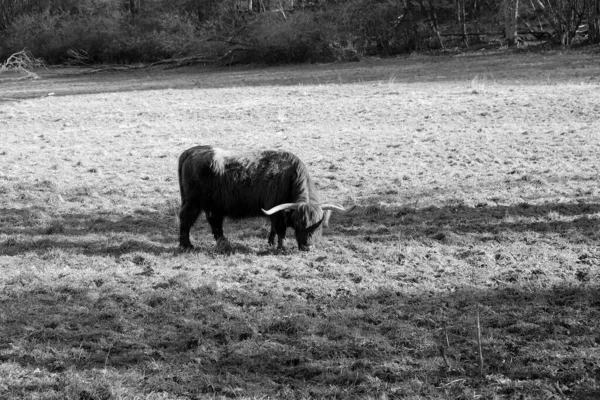 Gråskala Skud Fluffy Søde Skotske Highland Kvæg Banen - Stock-foto