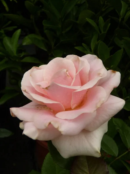 Вертикальний Крупним Планом Знімок Красивої Розквітлої Рожевої Троянди Росте Саду — стокове фото