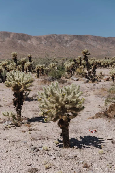 Eine Vertikale Aufnahme Des Joshua Tree Nationalparks Kalifornien Usa — Stockfoto