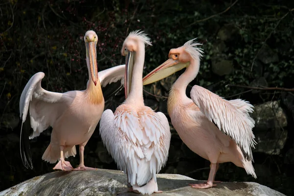 Портрет Трьох Пеліканів Біля Річки Природному Середовищі — стокове фото