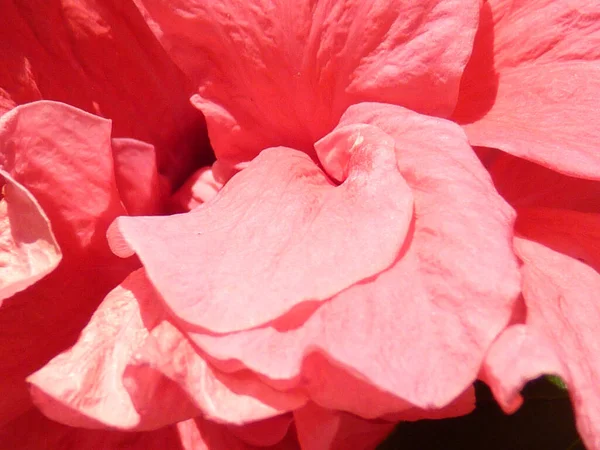 Closeup Shot Cute Flower Sunlight — Stock Photo, Image