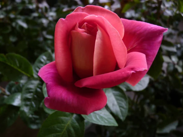 Tiro Close Uma Rosa — Fotografia de Stock