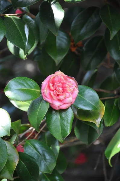 Vertical Shot Pink Camelia Garden — Stock Photo, Image