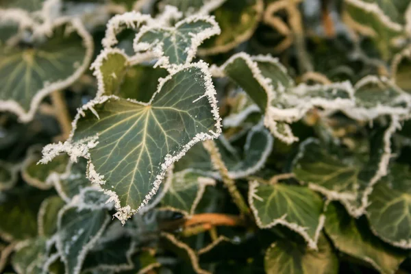 Detailní Záběr Zelených Listů Břečťanových Rostlin Pokrytých Chraplavým Mrazem — Stock fotografie