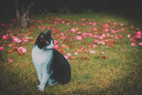 Krásná Černobílá Kočka Sedí Trávě Růžovými Květy Pozadí — Stock fotografie