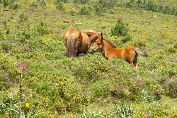 Dzikie Konie Polu Schwytanym Ciągu Dnia — Zdjęcie stockowe