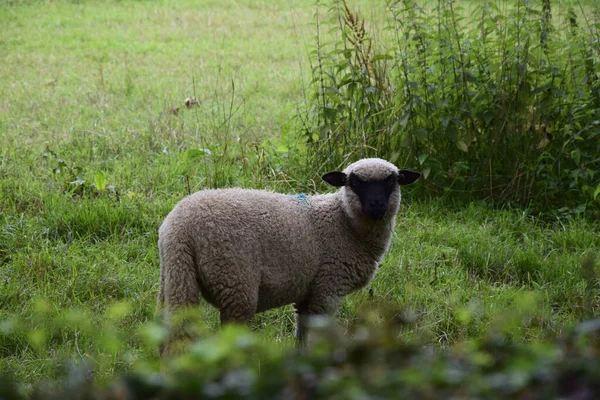 Een Close Shot Van Een Zwart Gezicht Schaap Het Midden — Stockfoto