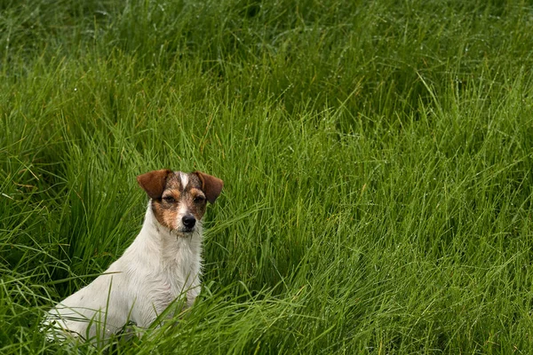 Una Hermosa Vista Adorable Perro Blanco Sobre Hierba Verde — Foto de Stock