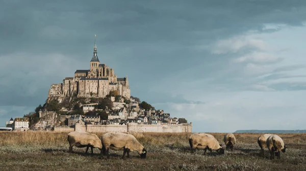 Tiro Horizontal Ovelhas Mont Saint Michel Com Cidade Abadia Fundo — Fotografia de Stock